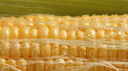corn © Galló Gusztáv