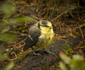 little poor bird