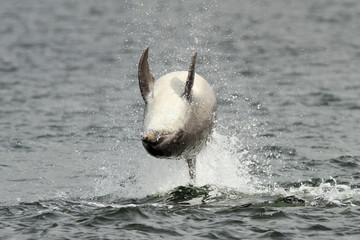 Bottlenose Dolphin (Tursiops truncatus)