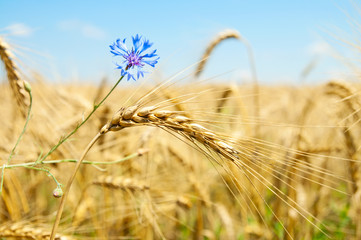 ears of wheat with flowers