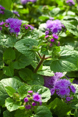 Ageratum
