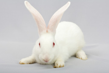 White rabbit on a gray background