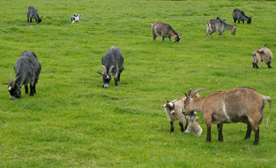 Naklejka na ściany i meble Goats grazing on a meadow in Denmark