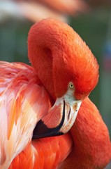 Cuban flamingo (Phoenicopterus ruber ruber)