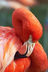 Schapenvacht deken met foto Flamingo Cubaanse flamingo (Phoenicopterus ruber ruber)