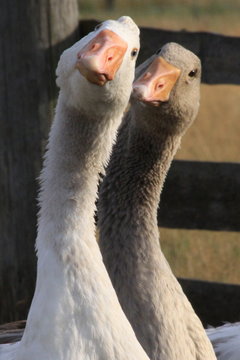 G&auml;nse-9144b1