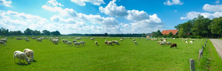 Abwaschbare Fototapete Schaf die Schafe