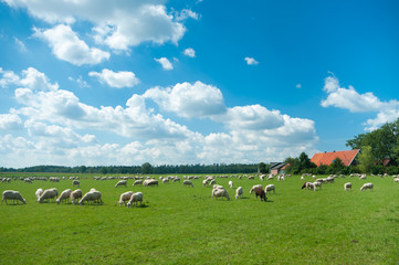 Obraz premium sheep
