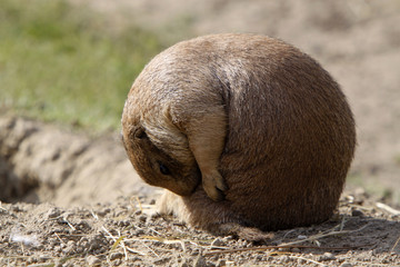 Präriehund