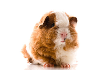 baby guinea pig. texel