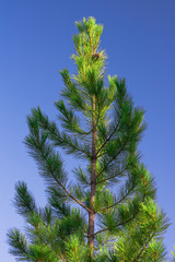 Single pine tree and the blue sky.