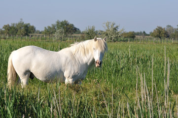 cheval camarguais 2