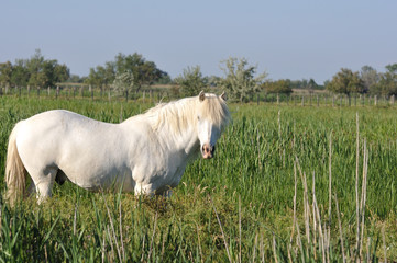 Fototapeta premium cheval camarguais 1
