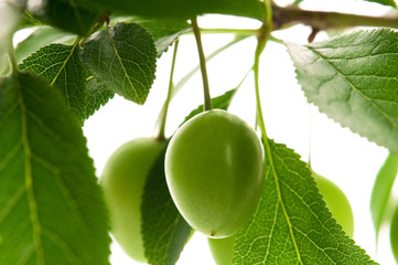 growing green plums isolated on the white