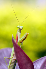 tropical praying mantis