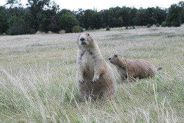 Begging Prarie Dog