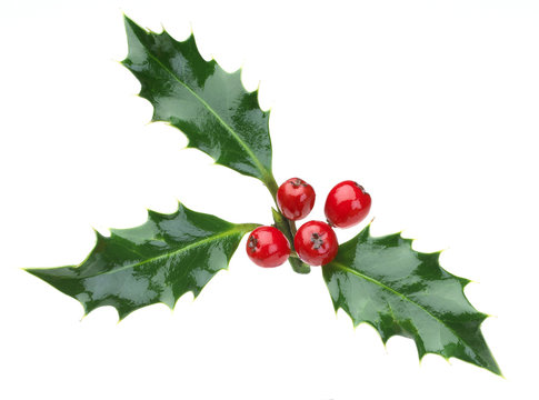 christmas holly and red berries