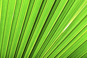 Beautiful green palm leaf background with backlighting