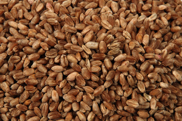 wheat seeds close up as background