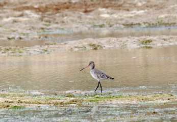 Black-tailed Godwit Limosa limosa