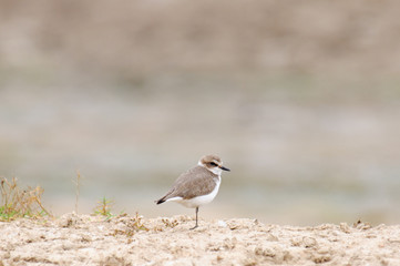 Kentish Plover Charadrius alexandrinus