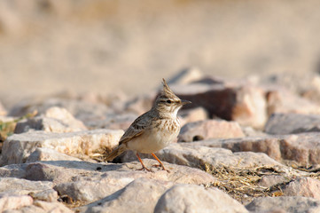 Crested Lark Galerida cristata