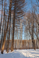 snow, trees in the forest during sunny morning