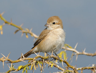 Rufous-tailed Shrike Lanius isabellinus