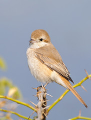 Rufous-tailed Shrike Lanius isabellinus