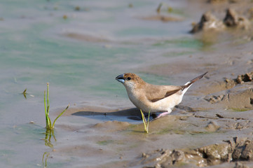 Indian Silverbill Lonchura malabarica