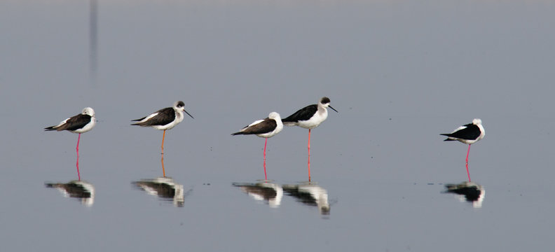 Black-winged Stilts Himantopus Himantopus