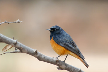 Black Redstart Phoenicurus ochruros rufiventris