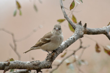 Chestnut-shouldered Petronia Petronia xanthocollis