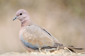 Laughing Dove Streptopelia senegalensis