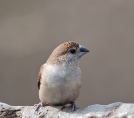 Indian Silverbill Lonchura malabarica