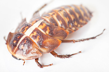 Beetle of white background.