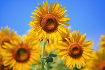 sunflower