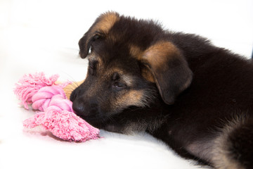 German Shepherd puppy playing with pink rope