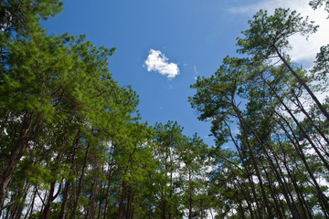 Pine forest in north of Thailand