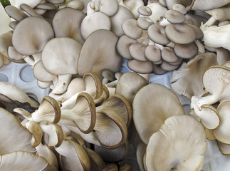 Shiitake mushrooms