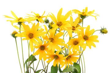 Topinambur yellow flowers background