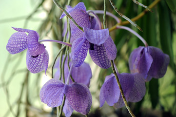 orchidea fiori 781