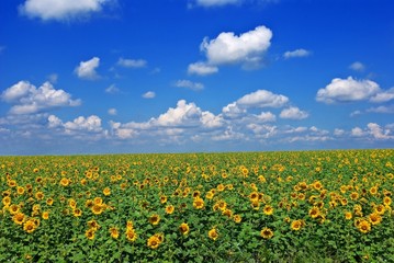 sunflower field by an summer day
