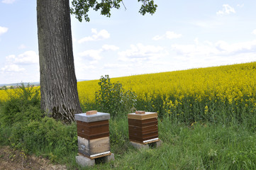 Rucher sur colza