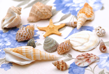 Shells - Conchiglie