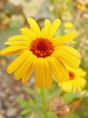 A pretty flower Calendula