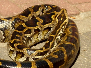 Fototapeta premium Boa constrictor