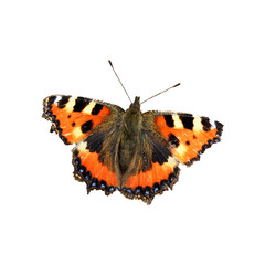 orange butterfly