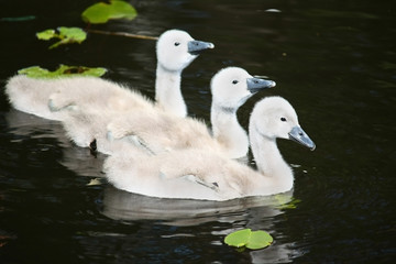 Swan joey