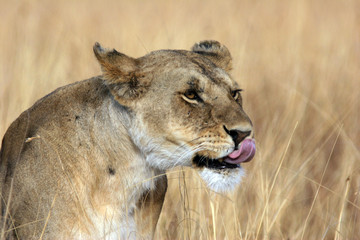 Fototapeta premium portrait of leoness